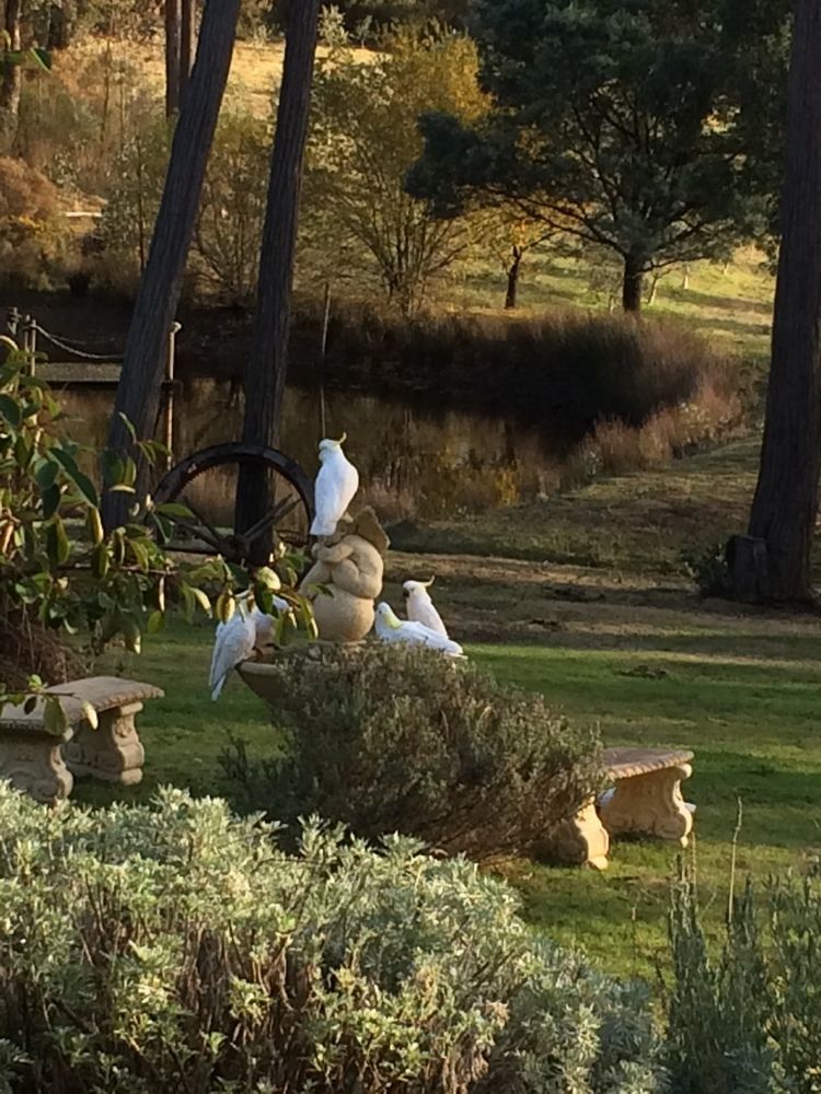 Countryside Retreat Romantic Tranquil Native Wildlife Township Hepburn - Daylesford Hepburn Springs Exterior foto